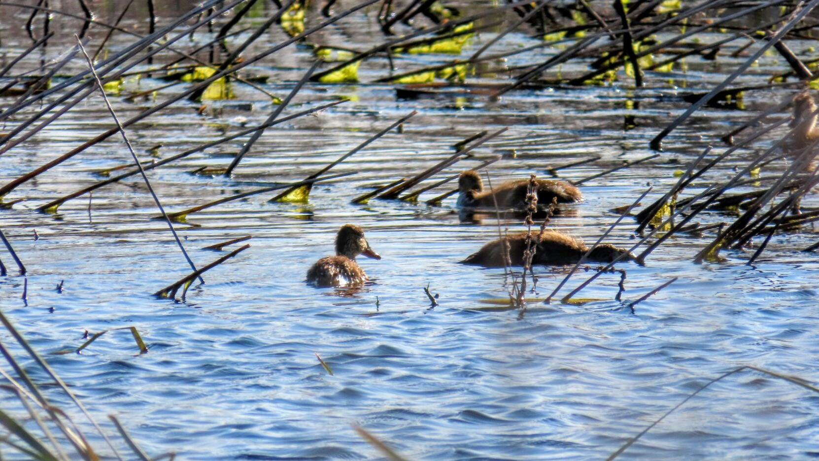 Botulism outbreak kills 80,000 waterfowl and counting in Klamath Basin, volunteers aim to support populations with 'bird hospitals